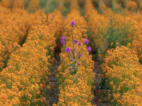 Purple flower that doesn't fit in but stands out in a field of orange flowers