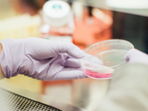 Scientist working in laboratory