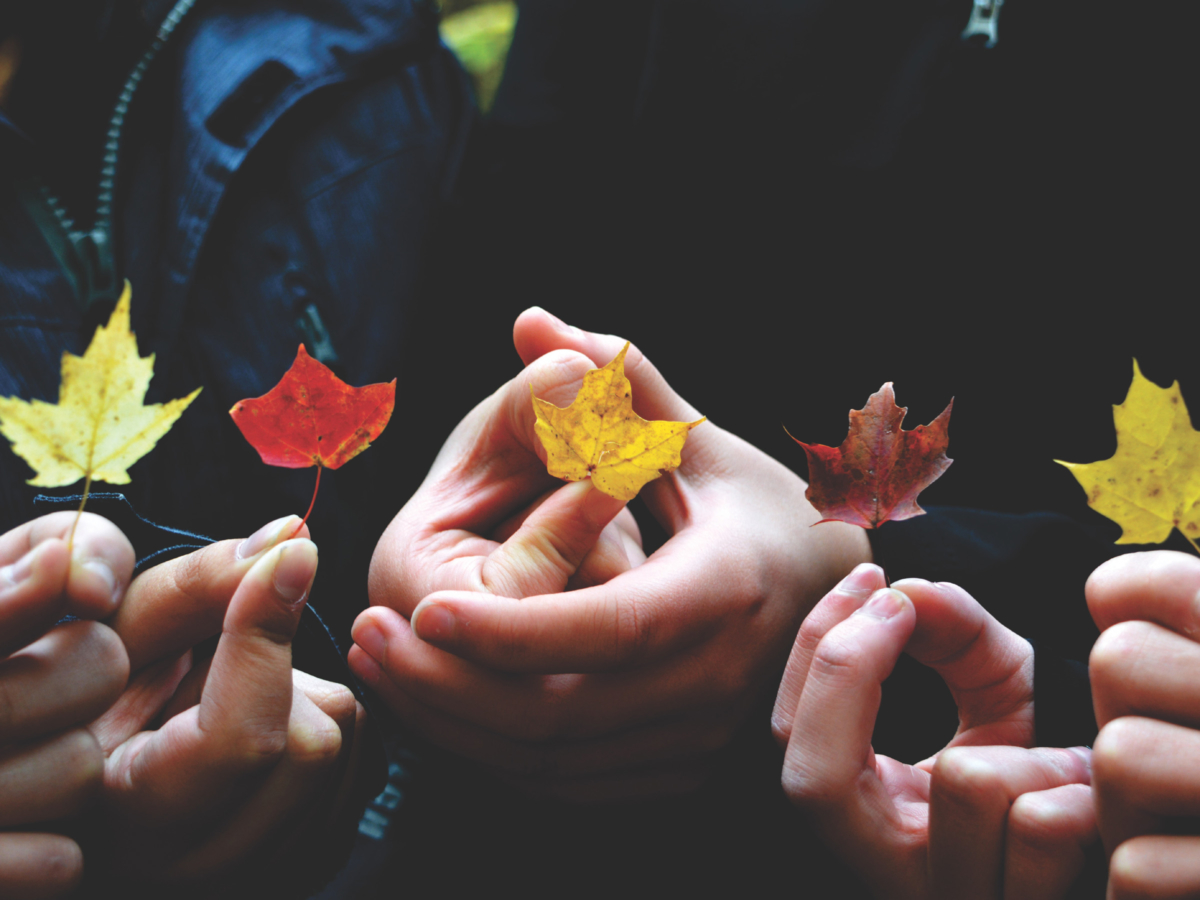 Leaves at different stages of life cycle showing diversity